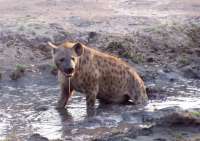 Foto hyena