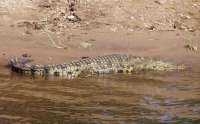 Foto krokodl