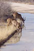 Foto pijc kudu