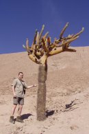 Kaktus Candelabrus