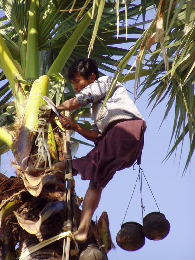 Foto Sbr kokosov vy na cukr